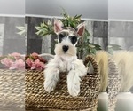 Small #1 Schnauzer (Miniature)