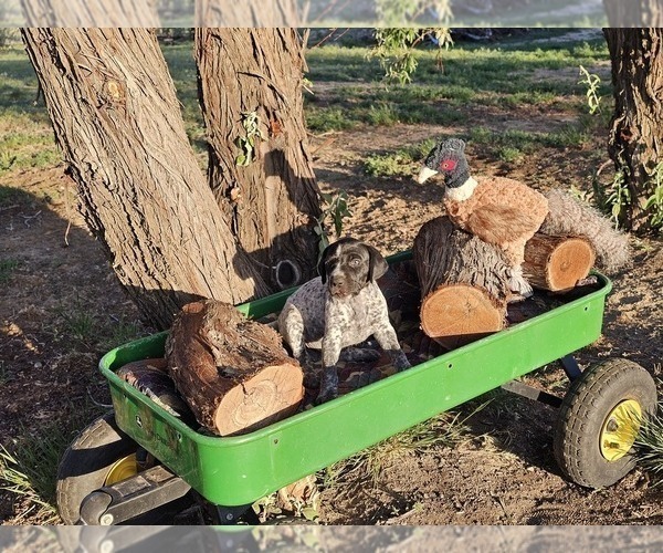 Medium Photo #97 German Shorthaired Pointer Puppy For Sale in EVANSVILLE, WY, USA