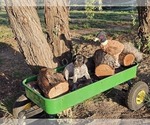Small Photo #97 German Shorthaired Pointer Puppy For Sale in EVANSVILLE, WY, USA