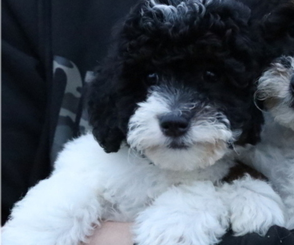 Full screen Photo #2 Bernedoodle (Miniature) Puppy For Sale in BOSWELL, IN, USA