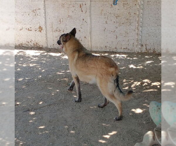 Medium Photo #3 Mutt Puppy For Sale in Apple Valley, CA, USA