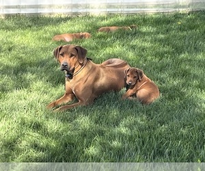 Mother of the Rhodesian Ridgeback puppies born on 03/24/2025