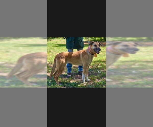 Medium Photo #2 Labrador Retriever-Unknown Mix Puppy For Sale in Stevens Point, WI, USA