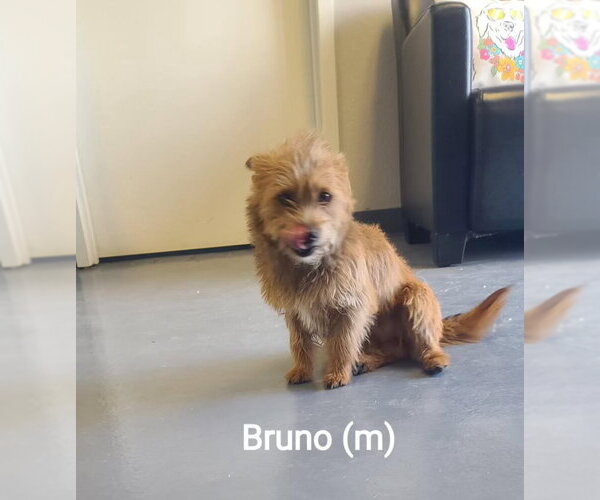 Medium Photo #2 Mutt Puppy For Sale in Grafton, WI, USA