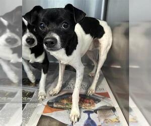 Chihuahua Dogs for adoption in San Antonio, TX, USA
