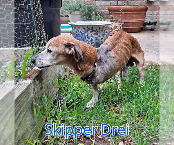 Medium Photo #7 Chiweenie Puppy For Sale in San Antonio, TX, USA