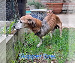 Small Photo #7 Chiweenie Puppy For Sale in San Antonio, TX, USA