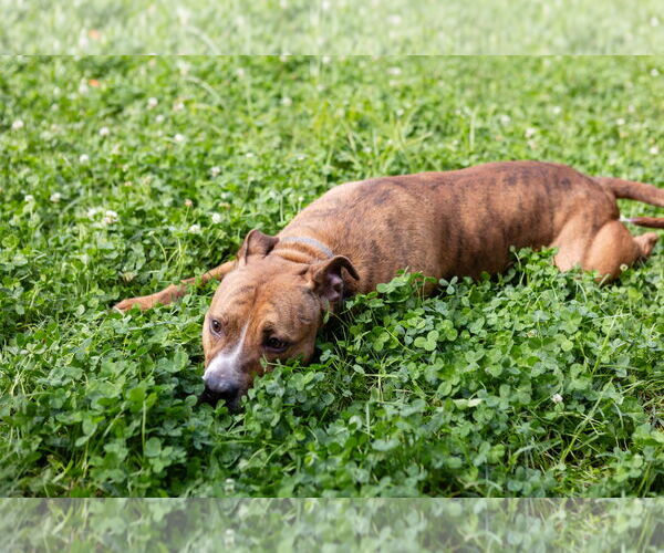 Medium Photo #8 Mutt Puppy For Sale in Crete, IL, USA