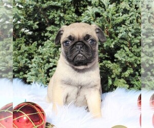 Pug Puppy for sale in GREENCASTLE, PA, USA