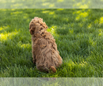 Small Photo #6 Poodle (Miniature) Puppy For Sale in SHIPSHEWANA, IN, USA