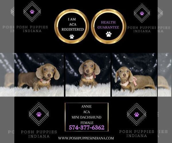 Medium Photo #2 Dachshund Puppy For Sale in WARSAW, IN, USA