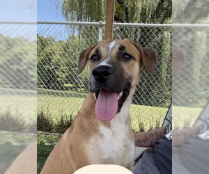 Medium Labrador Retriever Mix