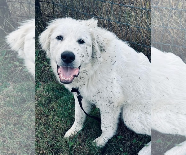 Medium Photo #6 Great Pyrenees Puppy For Sale in Croydon, NH, USA