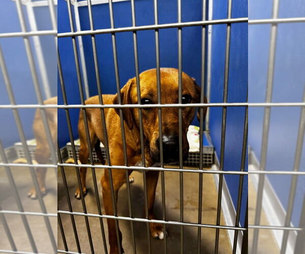 Medium Photo #5 Labrador Retriever-Unknown Mix Puppy For Sale in Pierceton , IN, USA