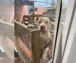 Small #2 American Pit Bull Terrier-Chinese Shar-Pei Mix