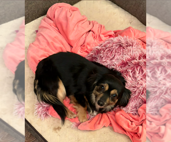 Medium Photo #1 Chihuahua-Unknown Mix Puppy For Sale in Cranston, RI, USA