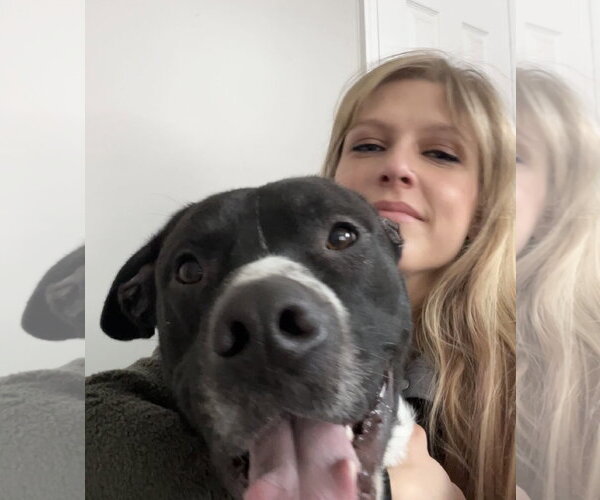 Medium Photo #11 Mutt Puppy For Sale in Rockaway, NJ, USA