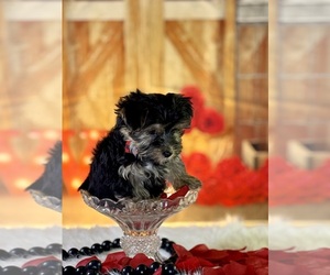 Morkie Puppy for sale in RIPLEY, MS, USA