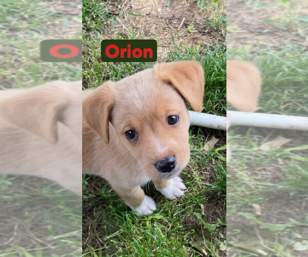 Medium Photo #1 Mutt Puppy For Sale in South Bend, IN, USA