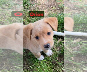 Mutt Dogs for adoption in South Bend, IN, USA
