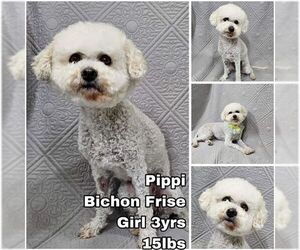 Bichon Frise Dogs for adoption in Seattle, WA, USA