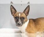 Small Photo #7 Rat Terrier-Unknown Mix Puppy For Sale in Studio City, CA, USA