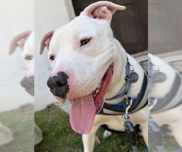 Medium Photo #2 American Staffordshire Terrier Puppy For Sale in Tallahassee, FL, USA