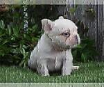 Small #1 French Bulldog