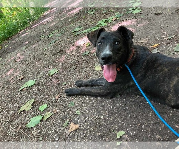 Medium Photo #16 American Staffordshire Terrier-Unknown Mix Puppy For Sale in Germantown, OH, USA