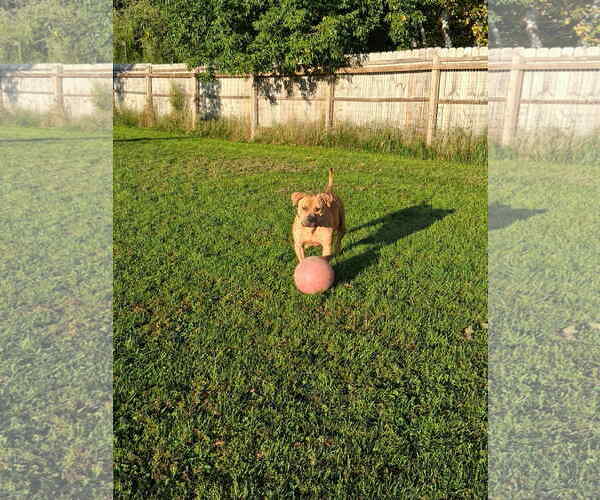 Medium Photo #4 American Pit Bull Terrier-Unknown Mix Puppy For Sale in Duluth, MN, USA