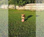Small #3 American Pit Bull Terrier Mix