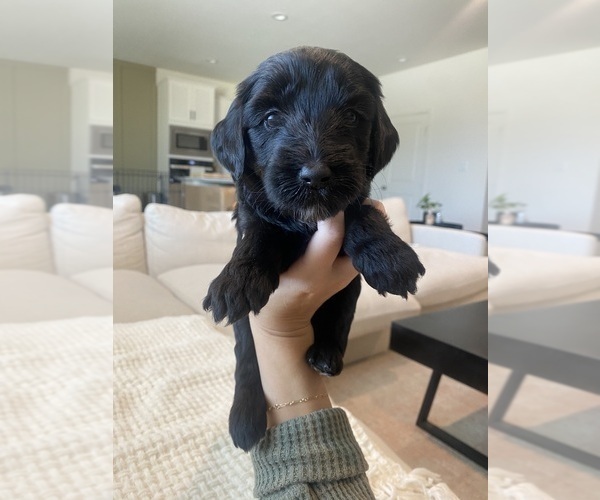 Medium Photo #5 Aussiedoodle-Goldendoodle Mix Puppy For Sale in BAKERSFIELD, CA, USA