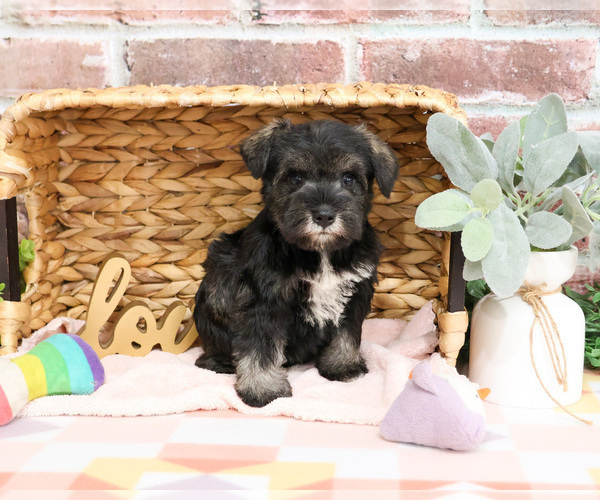 Medium Photo #9 Schnauzer (Miniature) Puppy For Sale in SYRACUSE, IN, USA