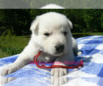Small #5 German Shepherd Dog