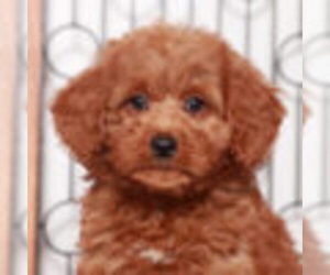 Goldendoodle (Miniature) Puppy for sale in NAPLES, FL, USA