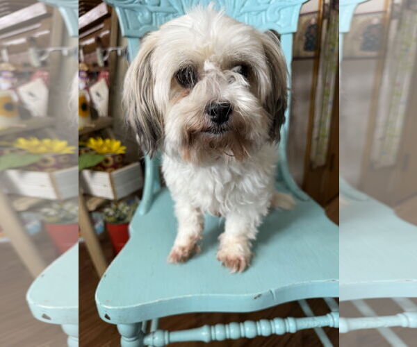 Medium Photo #3 Shih Tzu Puppy For Sale in Sioux Falls, SD, USA