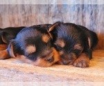 Small Photo #7 Yorkshire Terrier Puppy For Sale in MANES, MO, USA