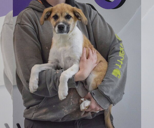 Medium Photo #3 Anatolian Pyrenees Puppy For Sale in Huntley, IL, USA