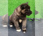 Puppy Puppy 1 Akita