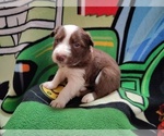 Small #7 Border Collie