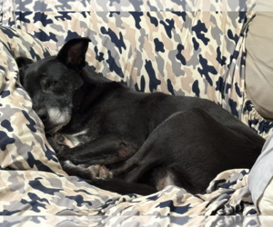 Sky #3 - Female American Pit Bull Terrier-Unknown Mix Dog for Adoption - Photo #4