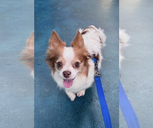 Chihuahua Dogs for adoption in Candler, NC, USA