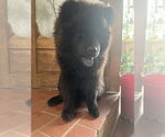 Small #1 Chow Chow