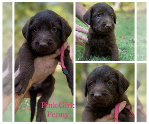 Labradoodle Puppy for sale in MOUNT VERNON, IL, USA