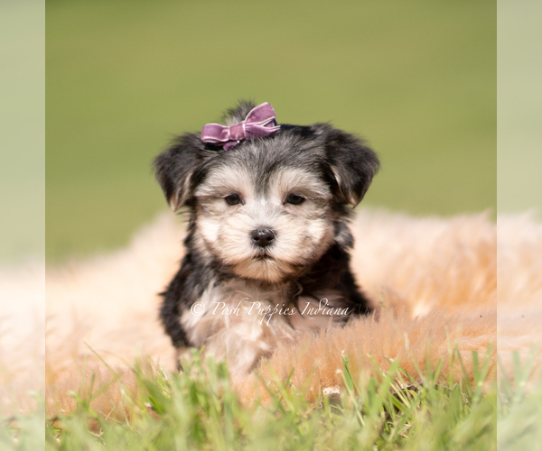 Medium Photo #7 Morkie Puppy For Sale in WARSAW, IN, USA