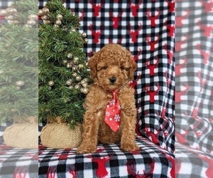 Poodle (Miniature) Puppy for sale in LEOLA, PA, USA