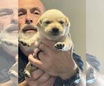 Small Photo #98 Labrador Retriever Puppy For Sale in HIGH POINT, NC, USA
