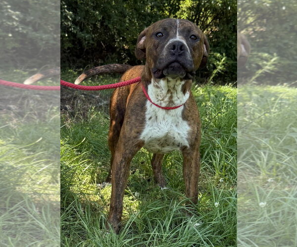 Medium Photo #2 Mutt Puppy For Sale in Wetumpka, AL, USA
