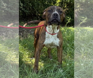 260477  Pollie - Male Mutt Dog for Adoption - Photo #2
