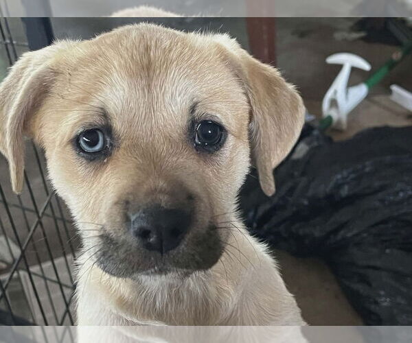 Medium Photo #1 Mutt Puppy For Sale in Candler, NC, USA